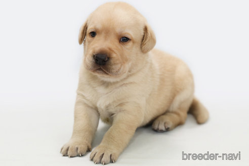 成約済の神奈川県のラブラドールレトリーバー-313747の3枚目